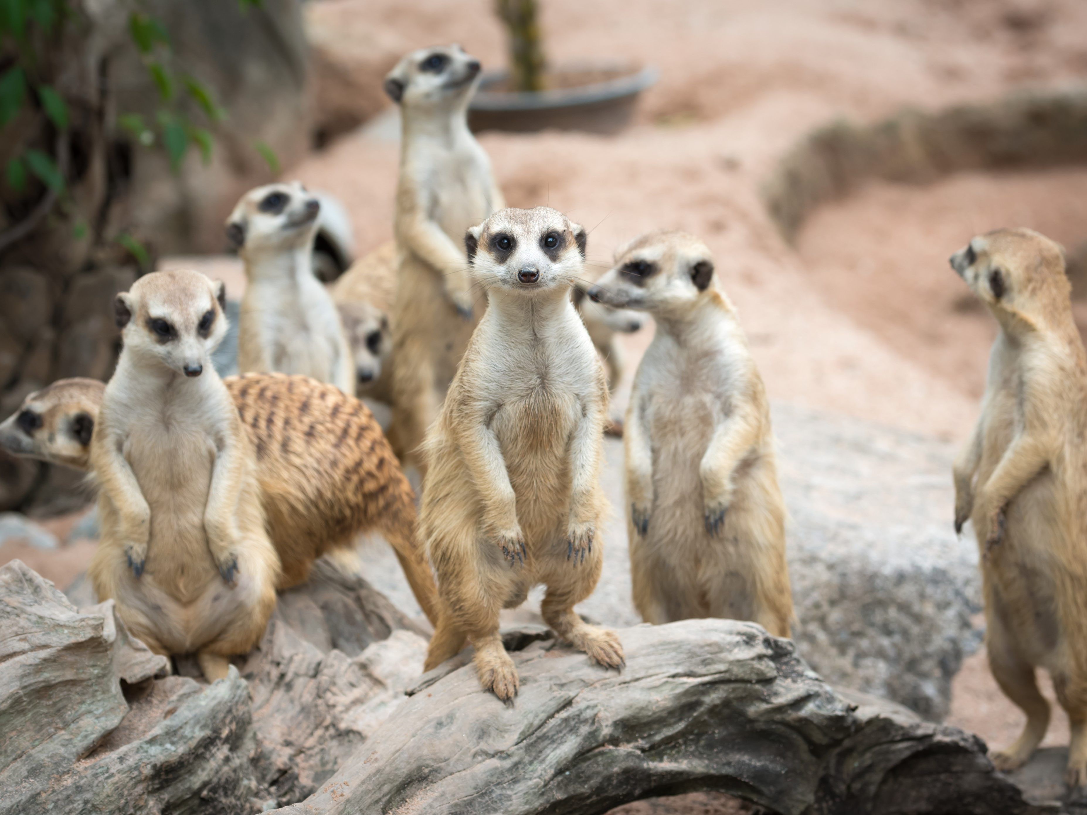 Beliebte Reisedestinationen haben oft auch niedliche Tiere zu bieten - wie etwa Erdmännchen Beliebte Reisedestinationen haben oft auch niedliche Tiere zu bieten - wie etwa Erdmännchen