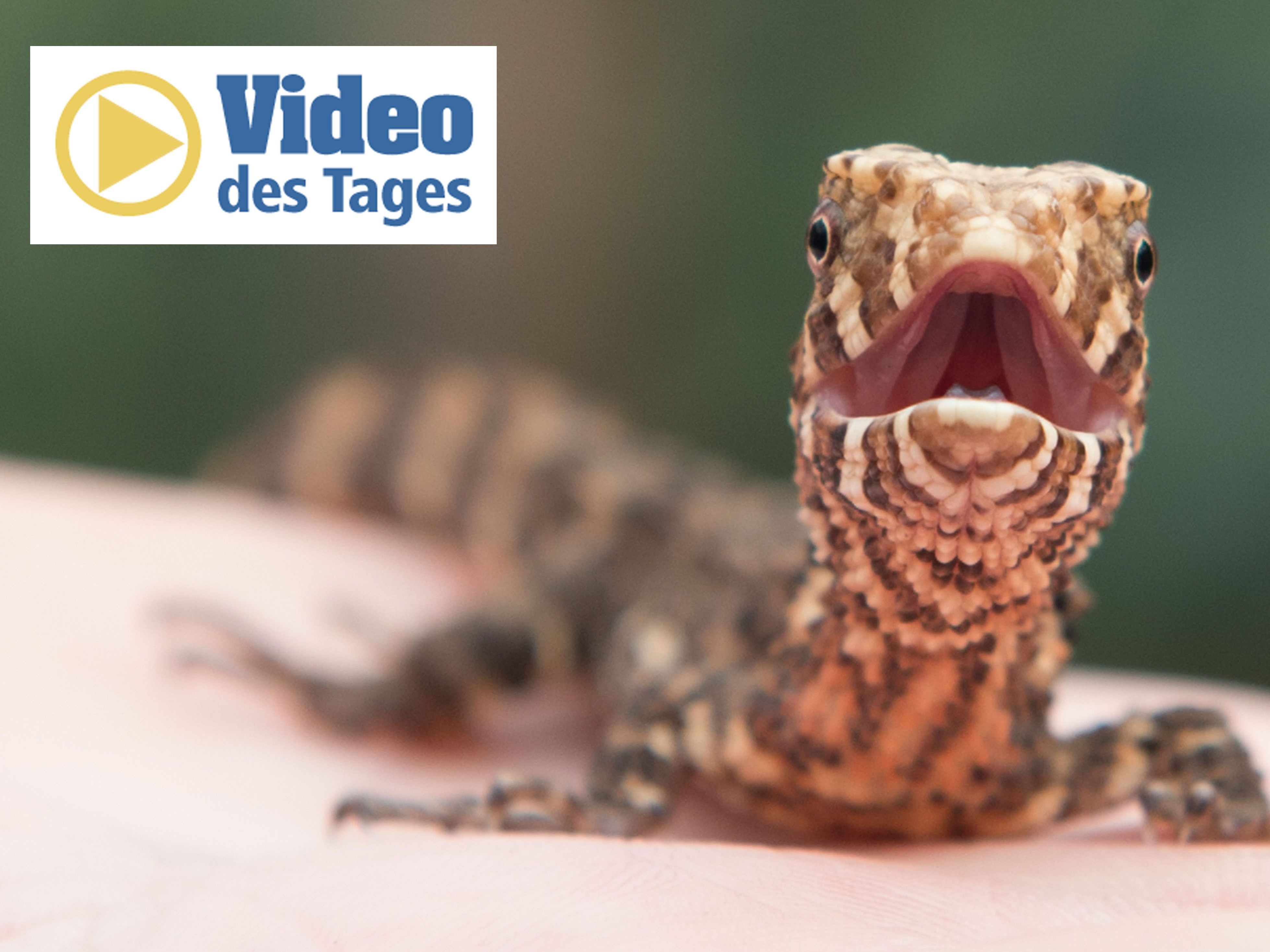 Ein Feuerwehrmann rettete mit einer Mini-Herzdruckmassage eine Echse. Ein Feuerwehrmann rettete mit einer Mini-Herzdruckmassage eine Echse.