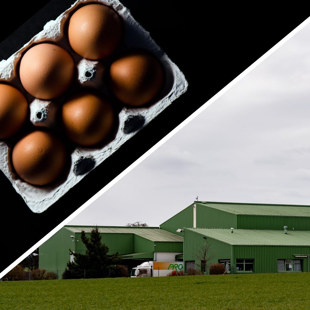 Behörden ermitteln gegen Pro Ovo