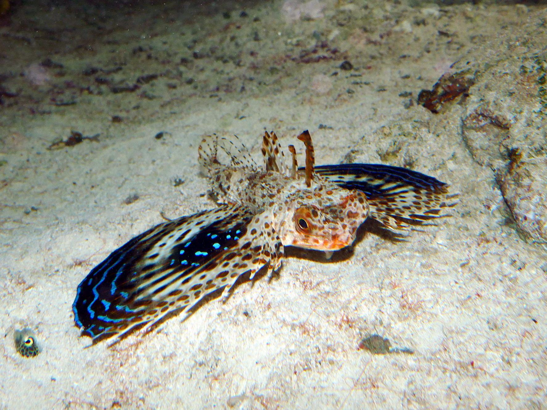 Der neu eingezogene Flughahn im Haus des Meeres Der neu eingezogene Flughahn im Haus des Meeres