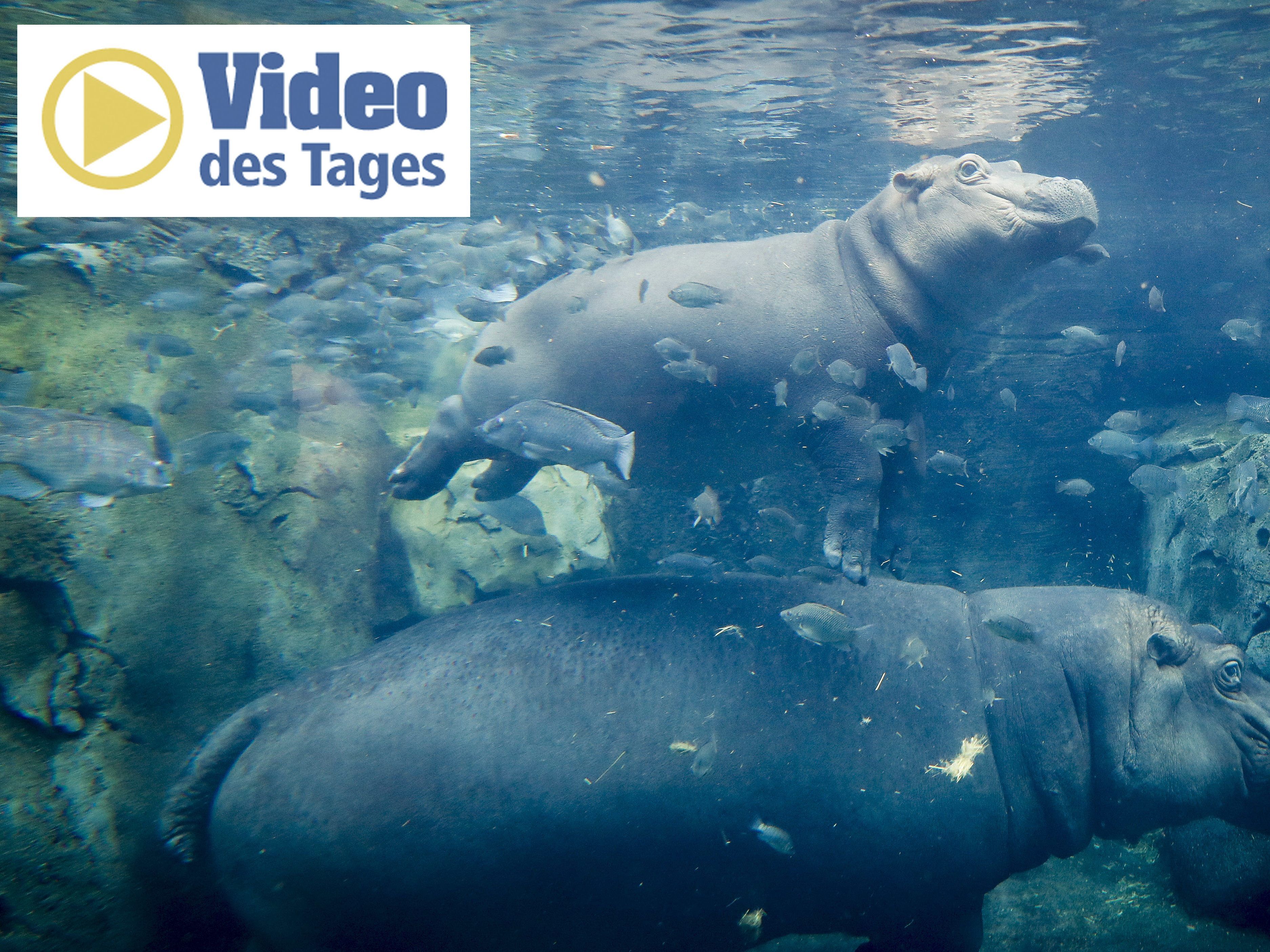 Im thailändischen Zoo unterhält das Hippo-Baby die Besucher. Im thailändischen Zoo unterhält das Hippo-Baby die Besucher.