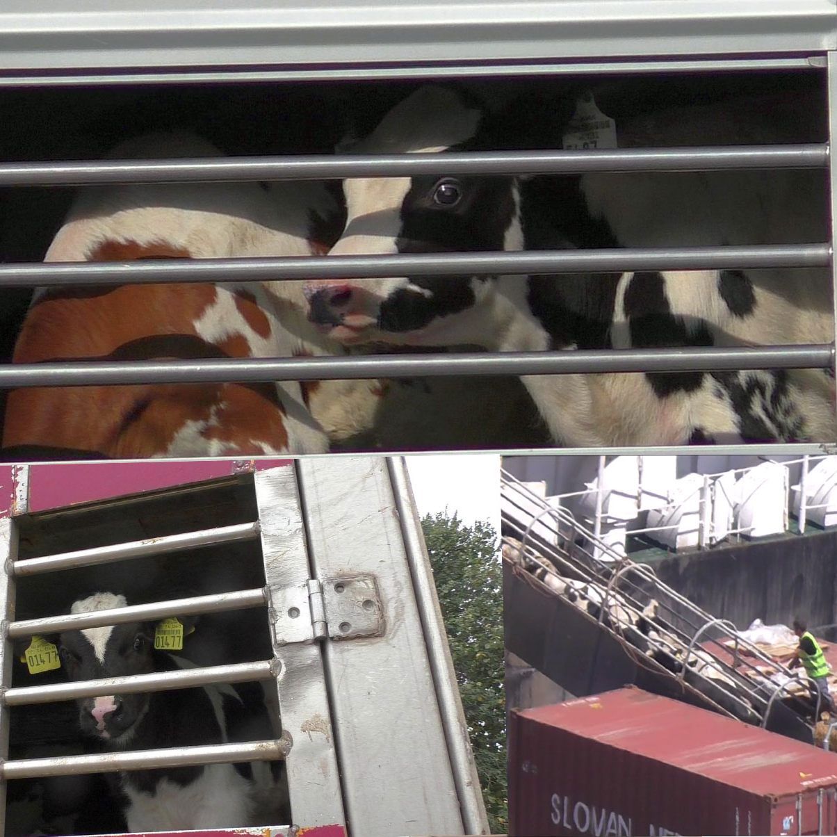 VGT über die Tiertransporte: "Unverständlich und komplett intolerabel"