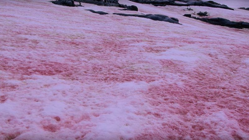 [Image: Roter-Schnee-Yt-16-9-16001591895-800x450.jpg]