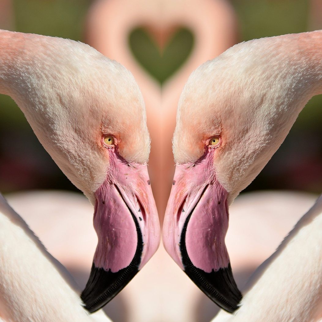 Zum Tag der Verliebten gibt es im Tiergarten Schönbrunn wieder ein Special.