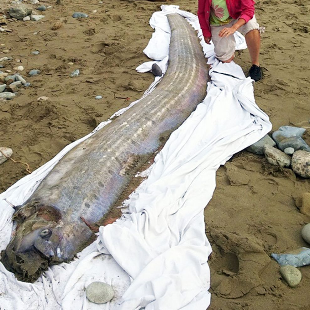 Der Riemenfisch bleibt normalerweise verborgen in den Tiefen des Meeres.