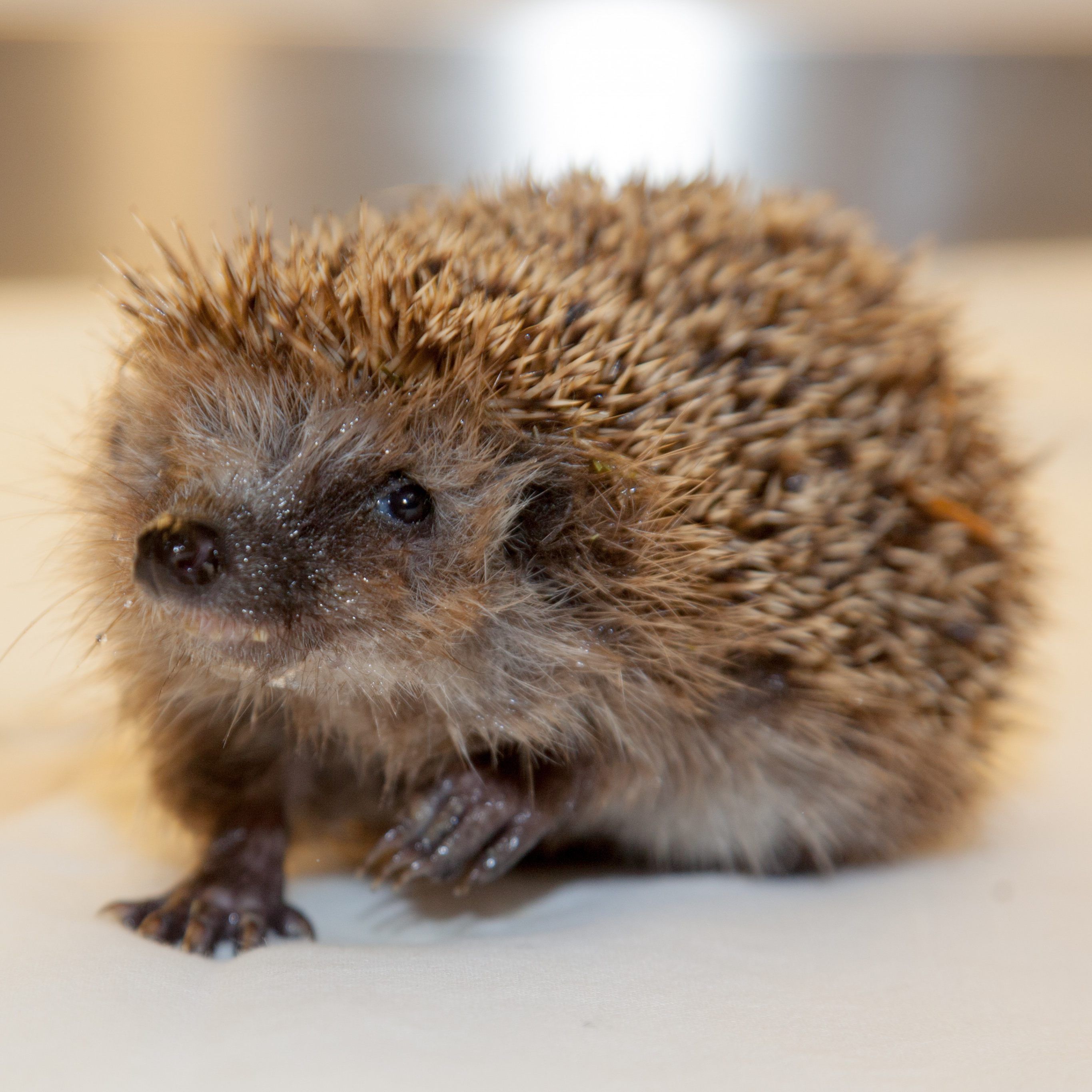 Der untergewichtige Igel wurde in einem Garten entdeckt.