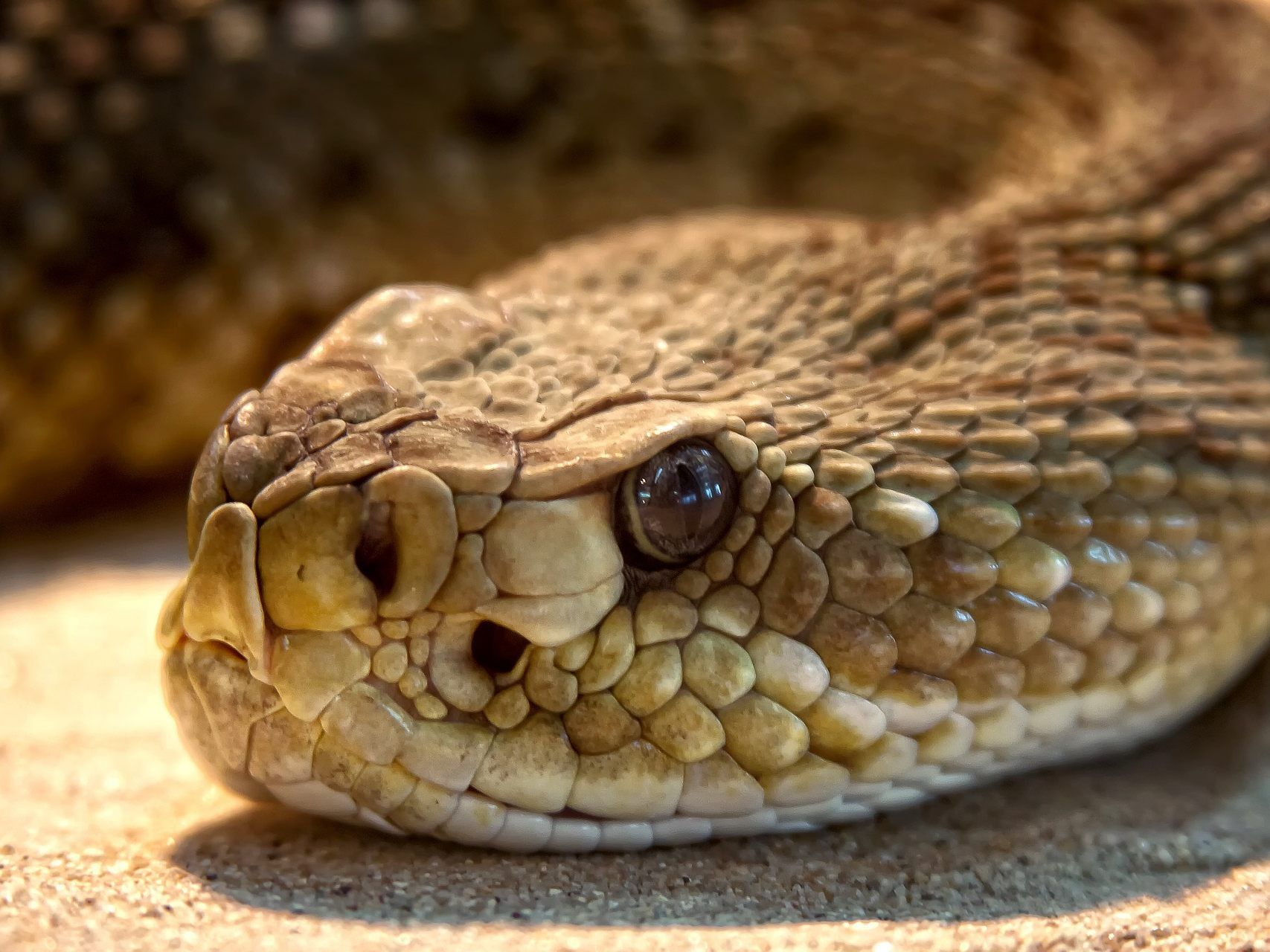 Der Mann befindet sich nach dem Biss in Lebensgefahr.