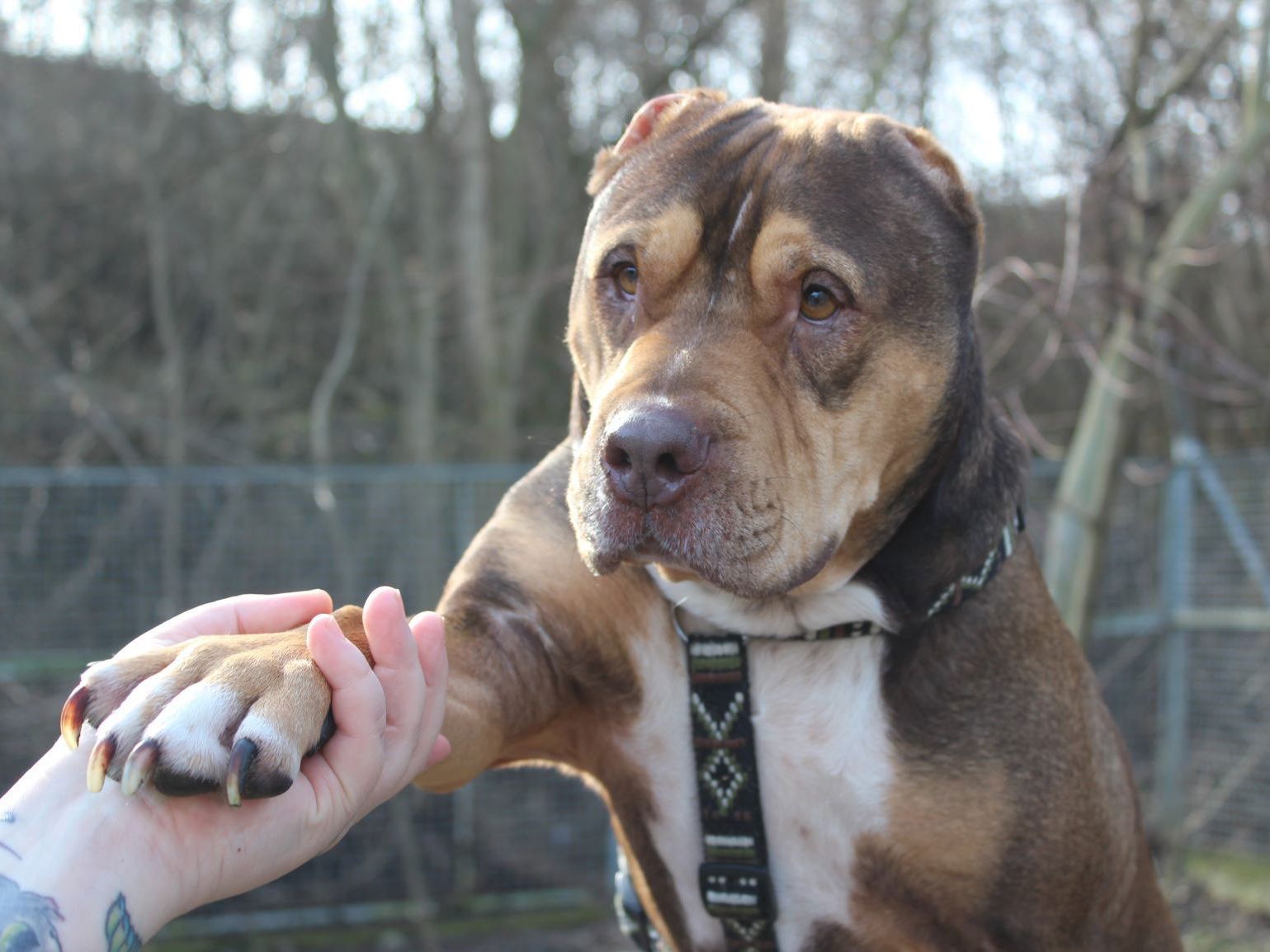 Zweite Chance für einen „chancenlosen“ Hund: Mentes fand ein neues Zuhause