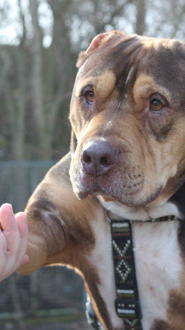 Zweite Chance für einen „chancenlosen“ Hund: Mentes fand ein neues Zuhause