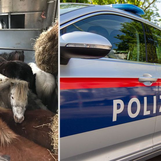 9 Ponys, 1 Pferd und 1 Fohlen wurden illegal transportiert