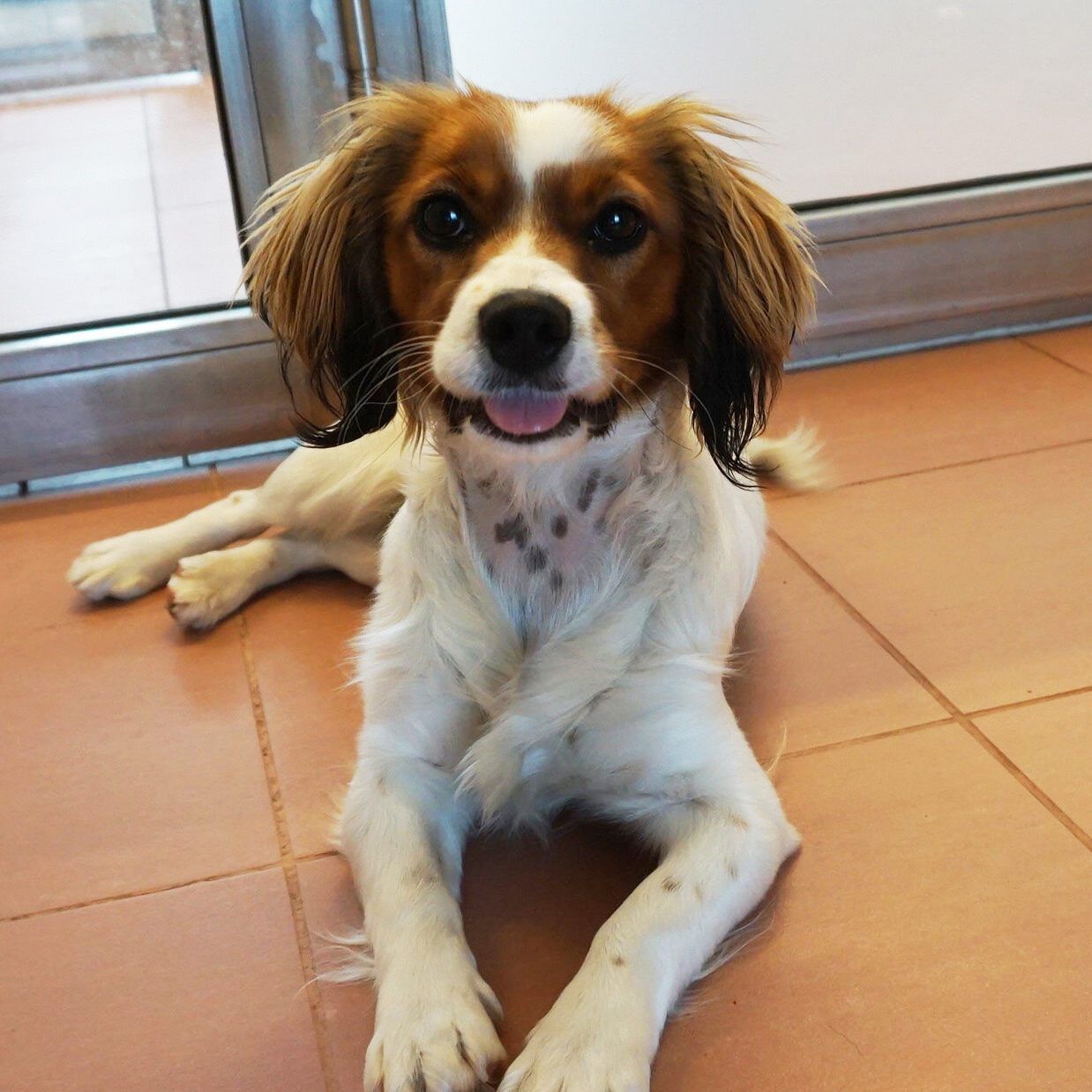 Die Mischlingshündin wartet im TierQuarTier Wien auf ihren Besitzer.