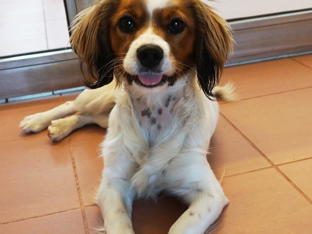 Die Mischlingshündin wartet im TierQuarTier Wien auf ihren Besitzer. Die Mischlingshündin wartet im TierQuarTier Wien auf ihren Besitzer.