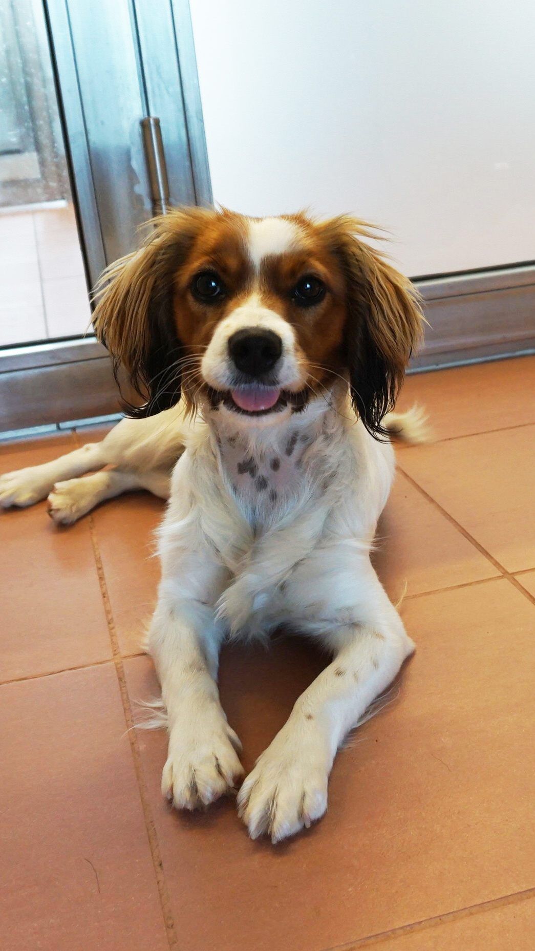 Die Mischlingshündin wartet im TierQuarTier Wien auf ihren Besitzer.