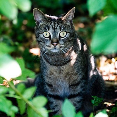 Die Katze litt vorübergehend an Verdauungs- und Atembeschwerden