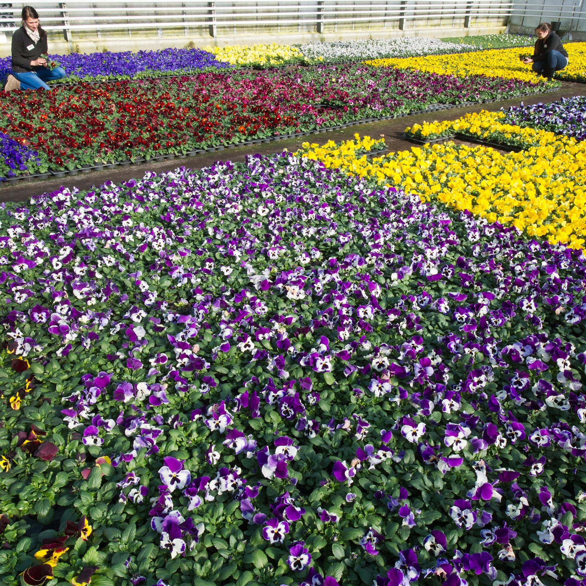 Millionen von Pflanzen drohen einzugehen, sollten sie nicht verkauft werden dürfen.