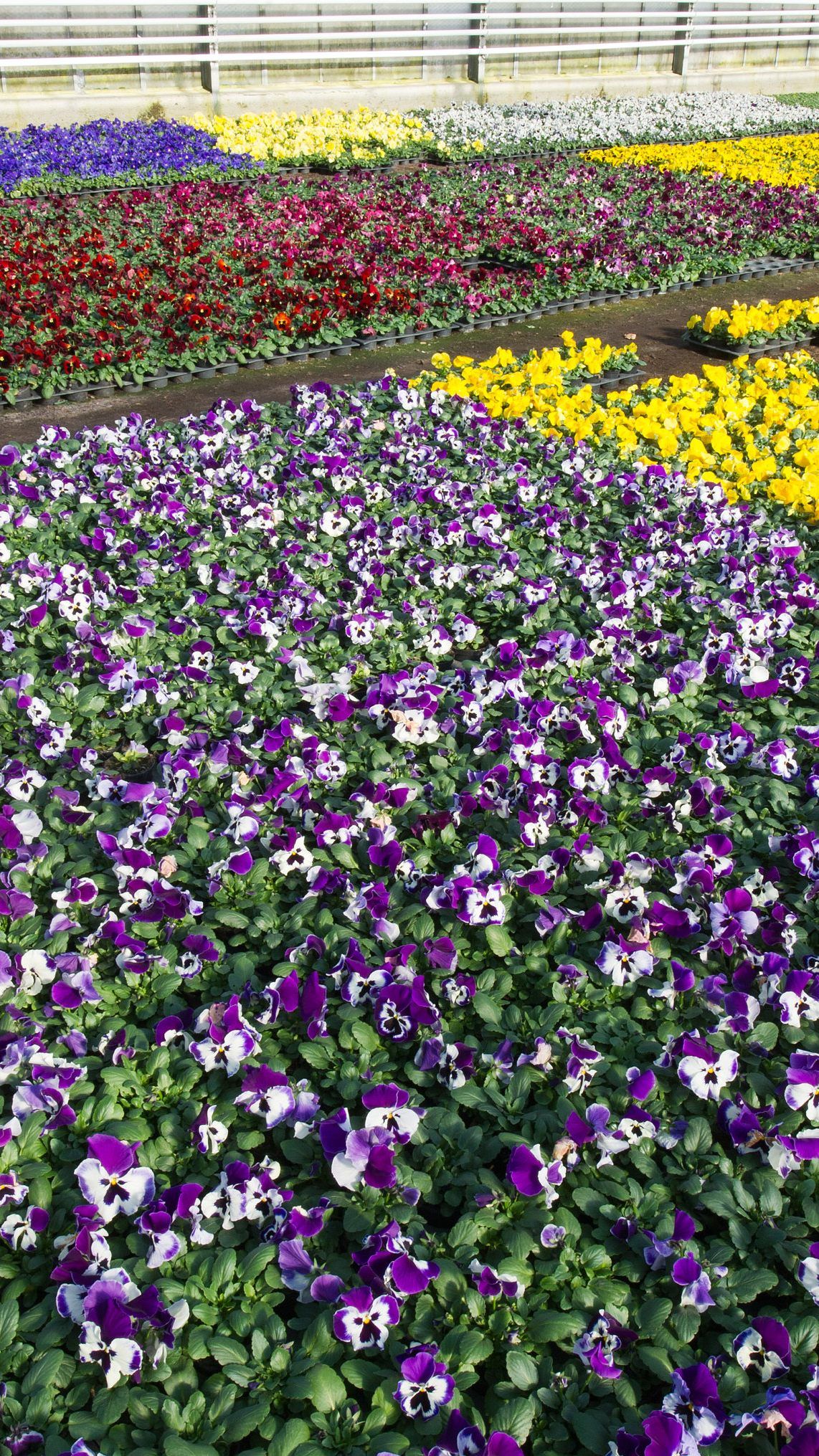 Millionen von Pflanzen drohen einzugehen, sollten sie nicht verkauft werden dürfen.