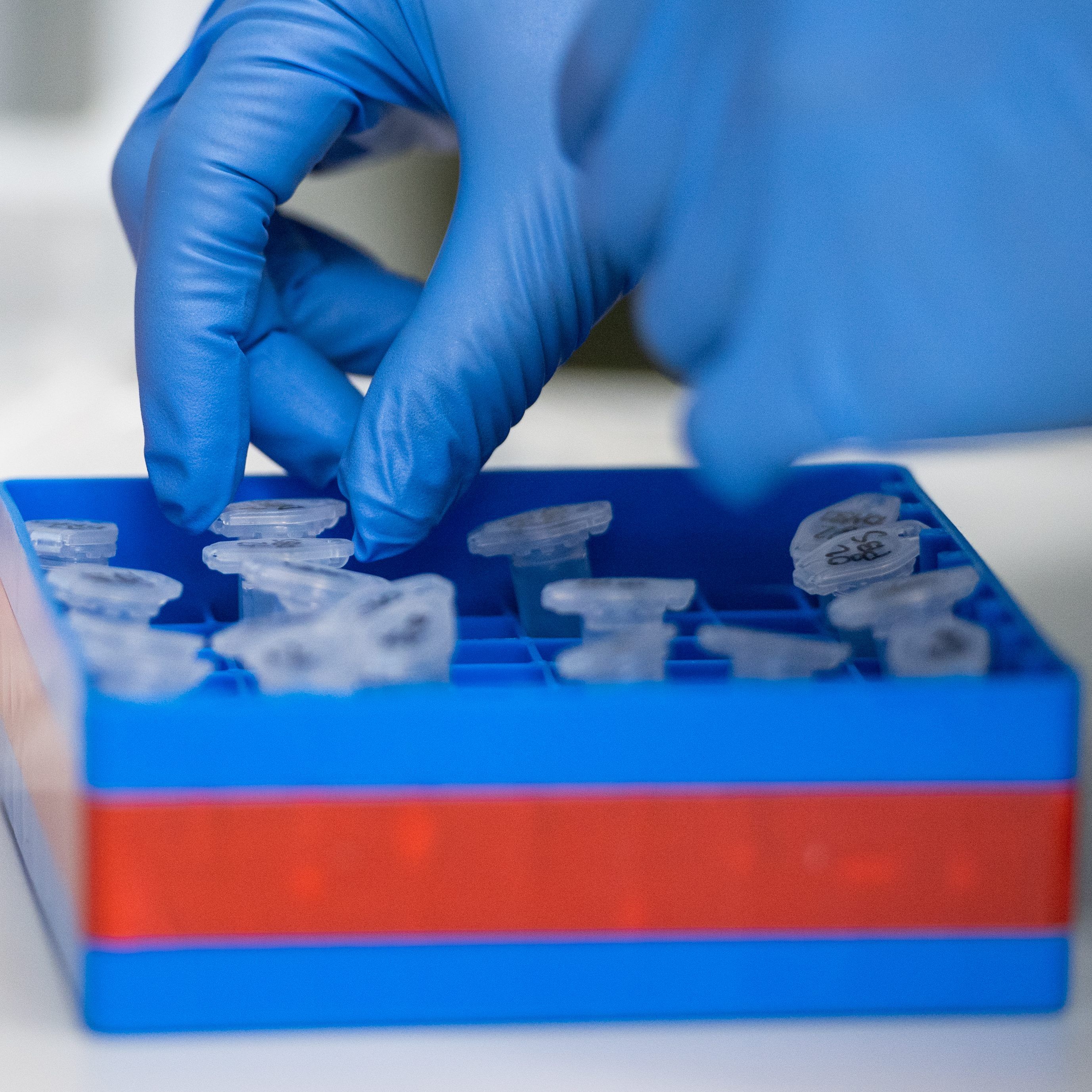 Coronavirus-Proben wurden in Kärnten für kurze Zeit neben toten Tieren gelagert.