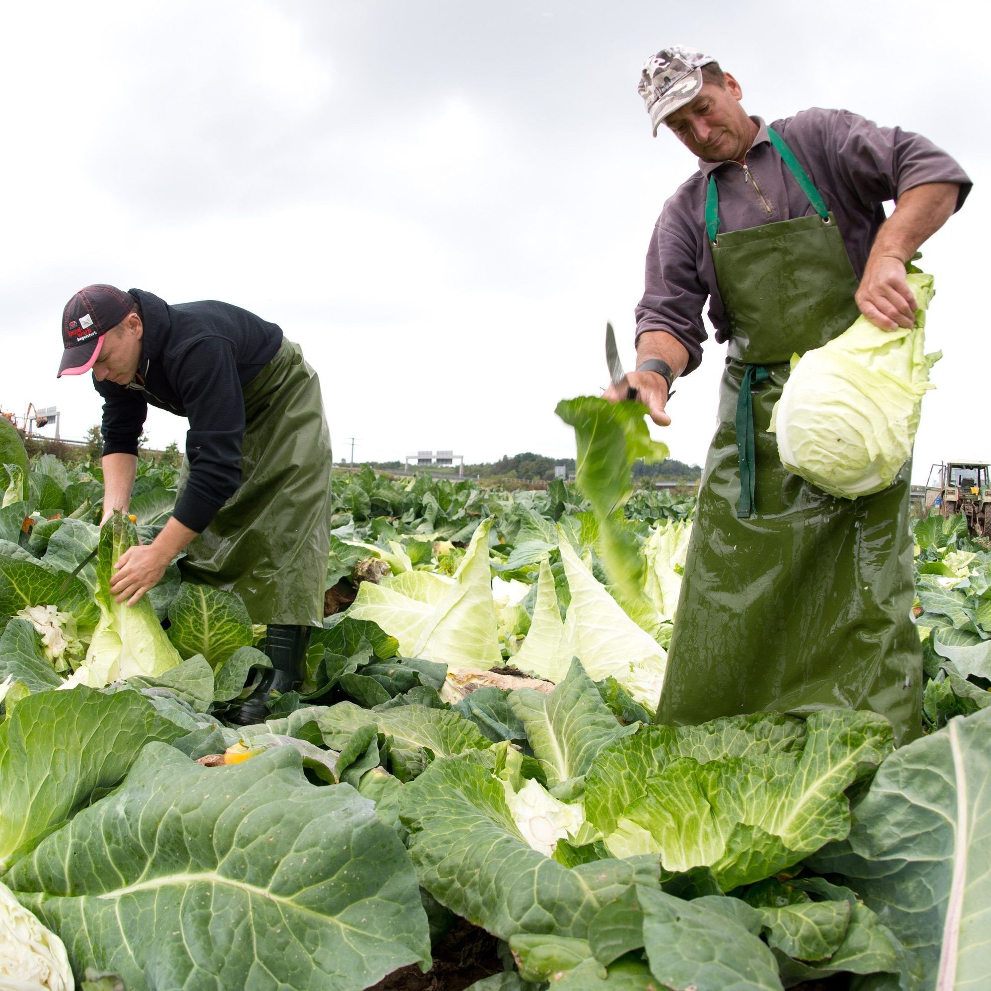 Mehr als 100 Betriebe haben auf "dielebensmittelhelfer.at" ihren Arbeitskräftebedarf angemelde