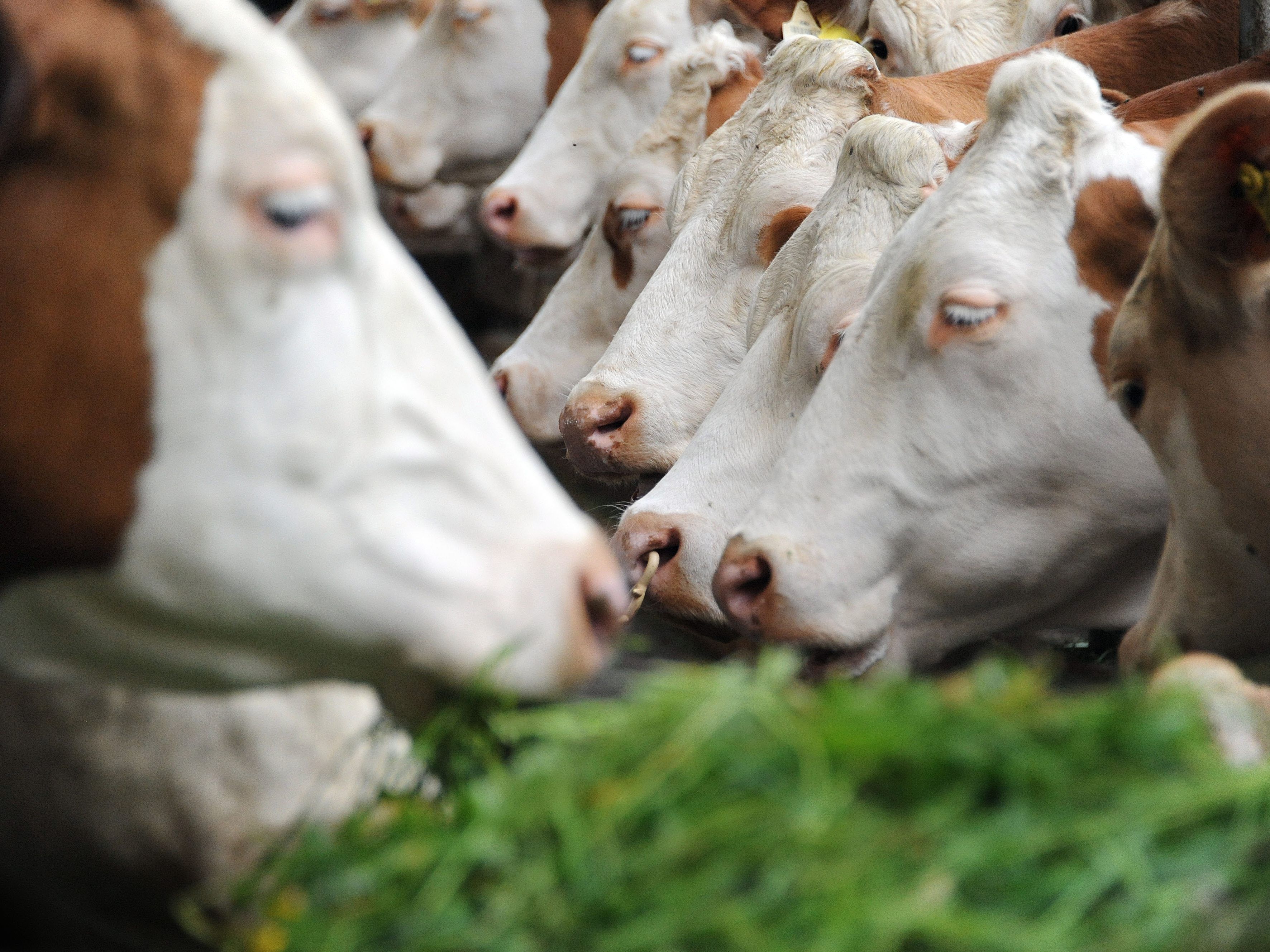 Auch frische Milch ist in vielen der Automaten zu finden.