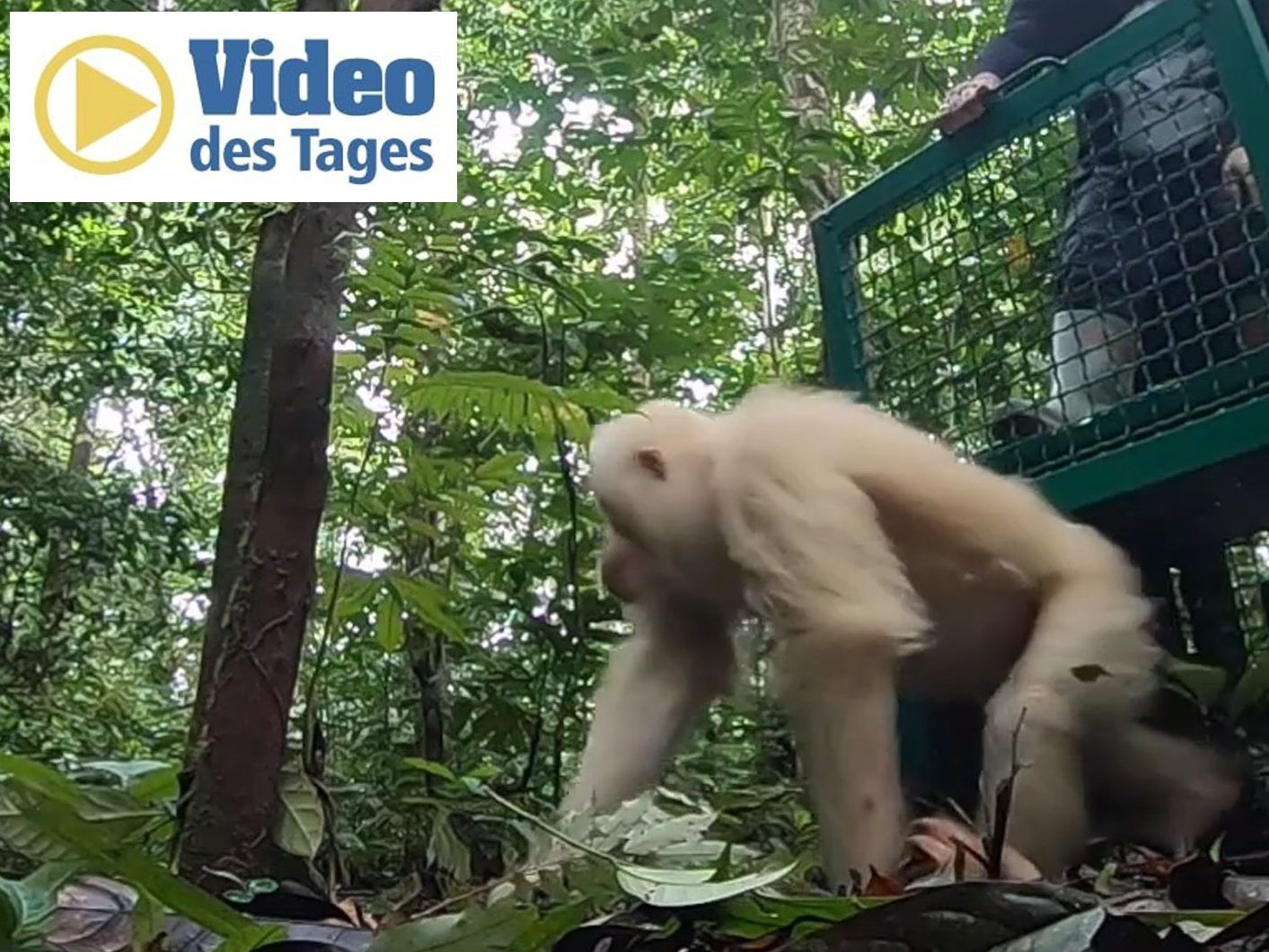 Das Albino-Orang-Utan-Weibchen ist im Dschungel von Borneo Zuhause. Sie ist die Einzige ihrer Art Das Albino-Orang-Utan-Weibchen ist im Dschungel von Borneo Zuhause. Sie ist die Einzige ihrer Art