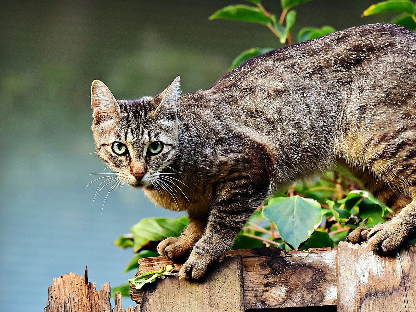 Auch den wild lebenden Katzen in Madrid wird in der Corona-Krise geholfen.