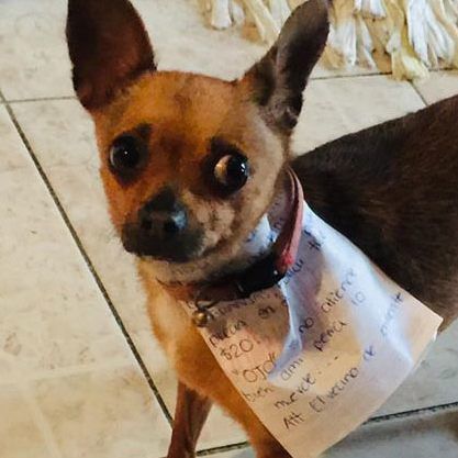 "Chokis" war erfolgreich auf Einkaufstour für ihr Herrchen.