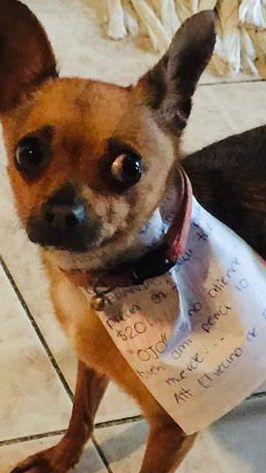 "Chokis" war erfolgreich auf Einkaufstour für ihr Herrchen.