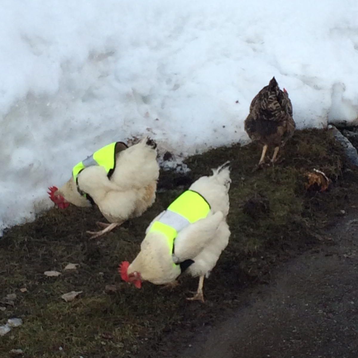 Tierschutz mal anders