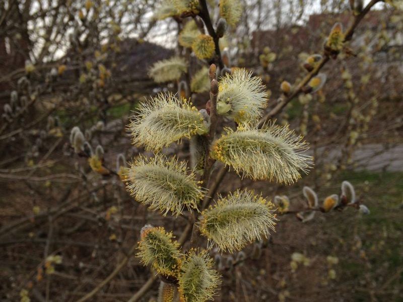 Nahrung für die Bienen