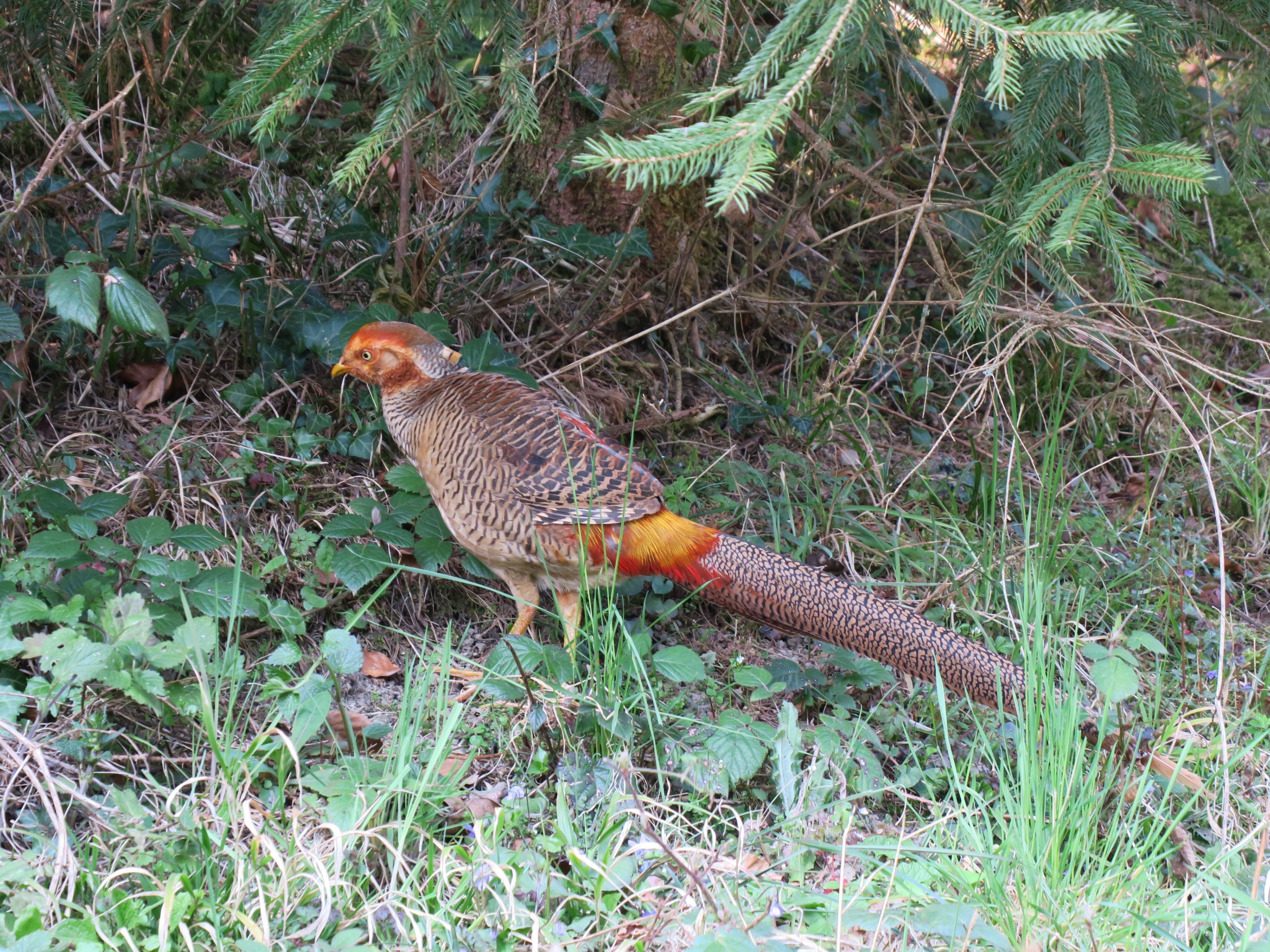 Goldfasan in Feldkirch