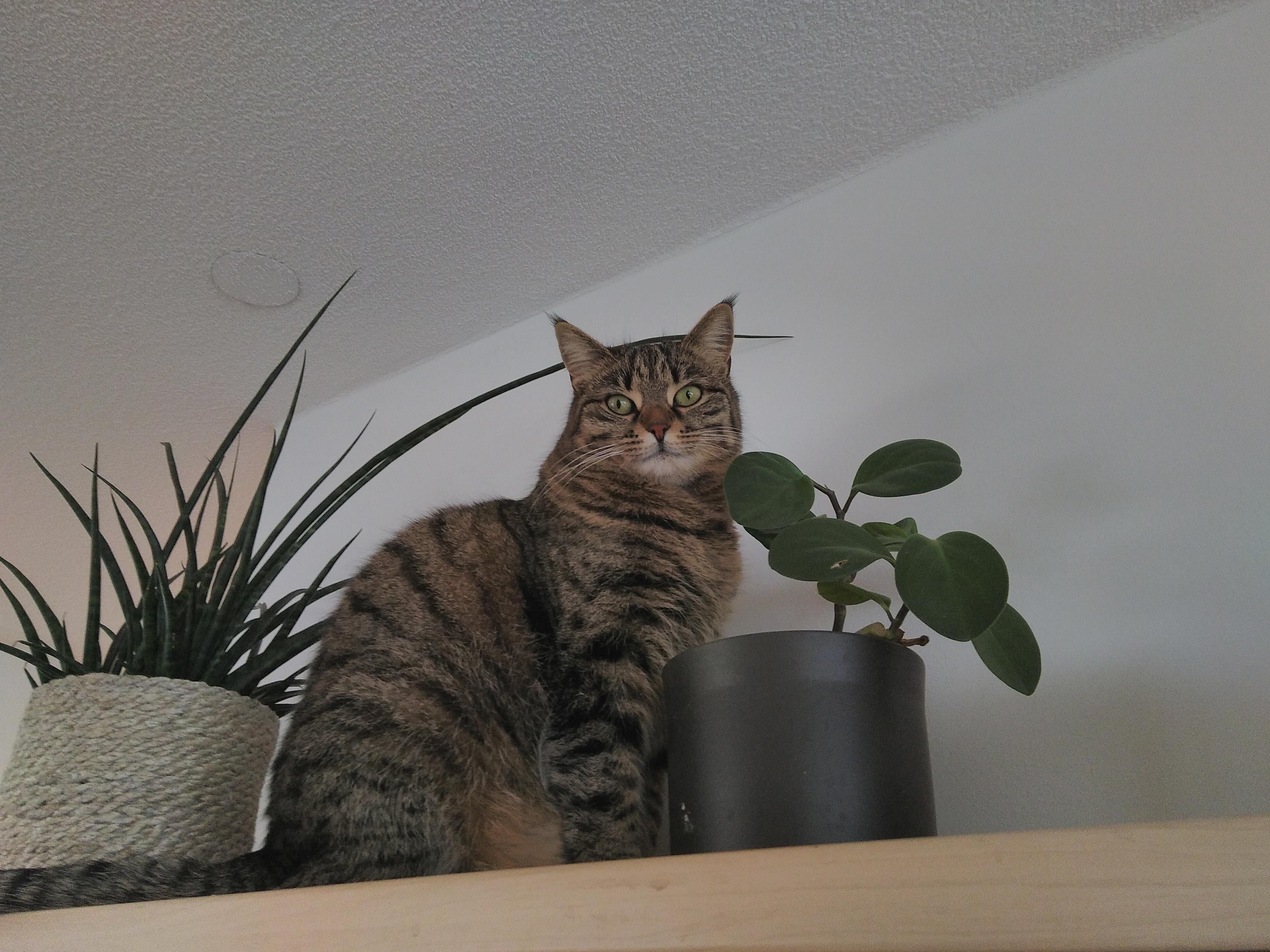 Lucy