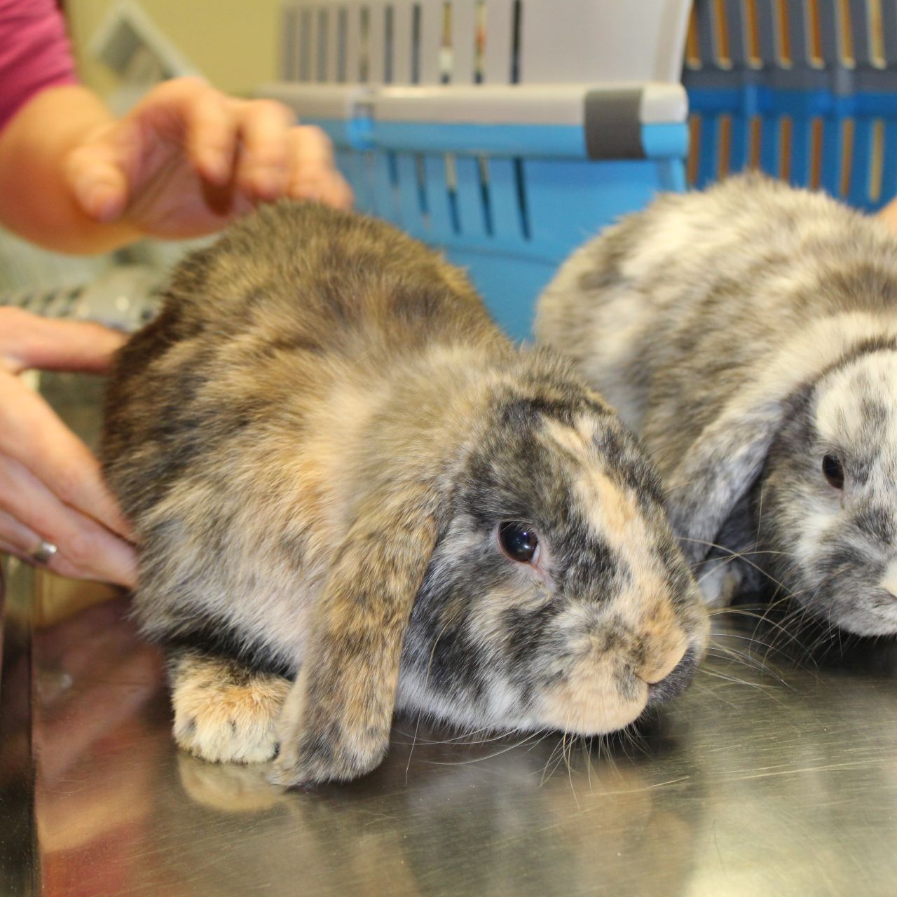 Diese beiden Kaninchenherren wurden ausgesetzt, aber zum Glück entdeckt