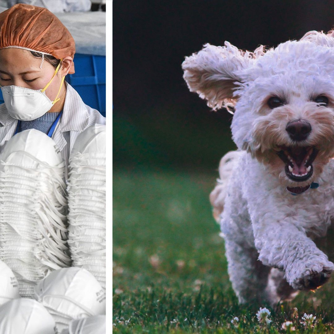 Experte: Kaum Gefahr durch Haustiere