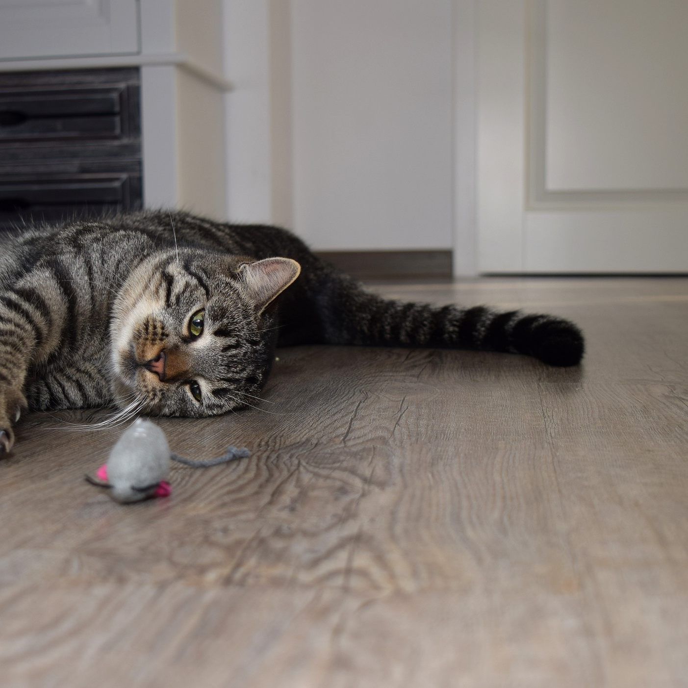 Endlich mehr Zeit daheim um Katze und Co. zu bespielen