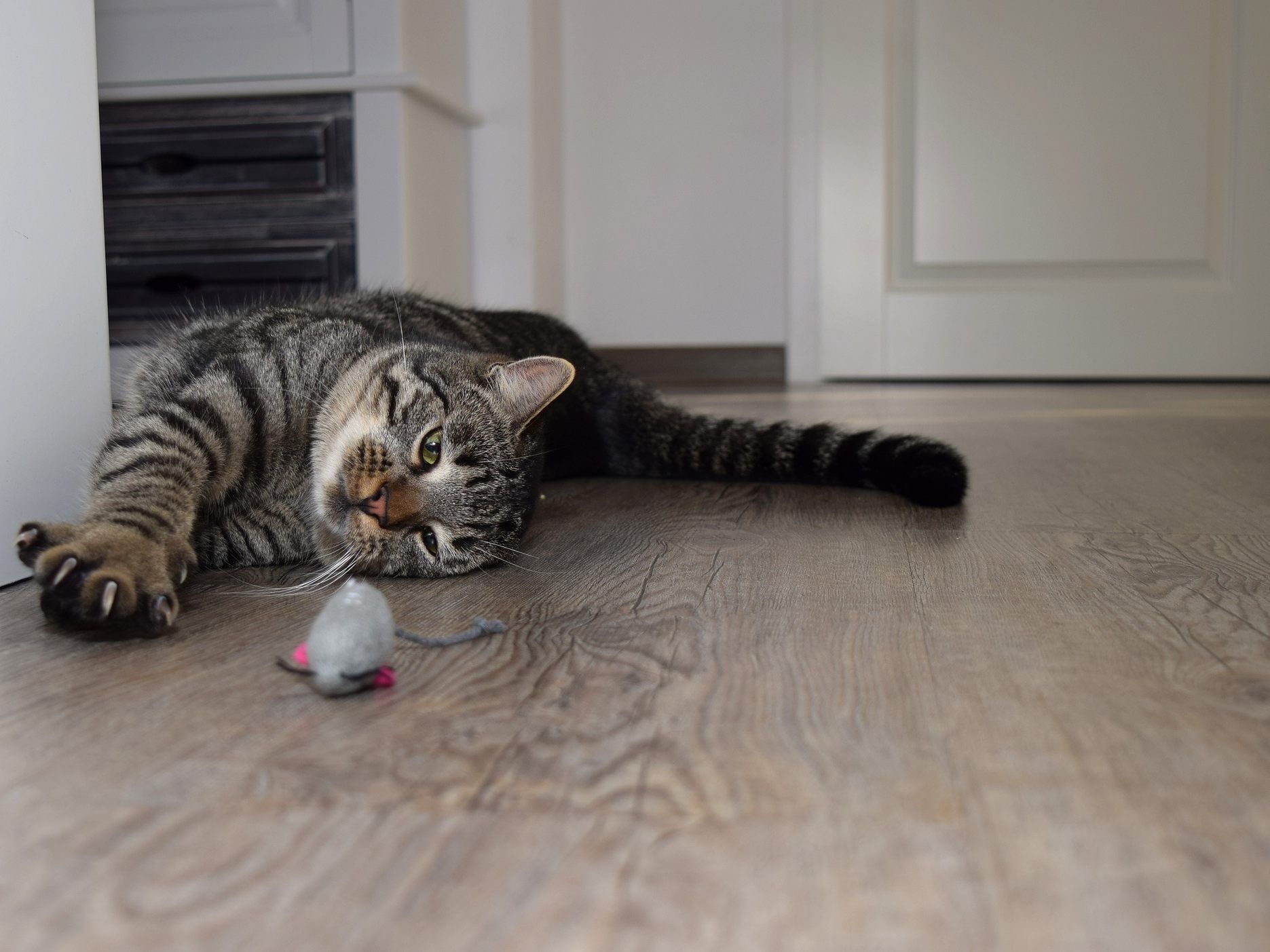 Endlich mehr Zeit daheim um Katze und Co. zu bespielen