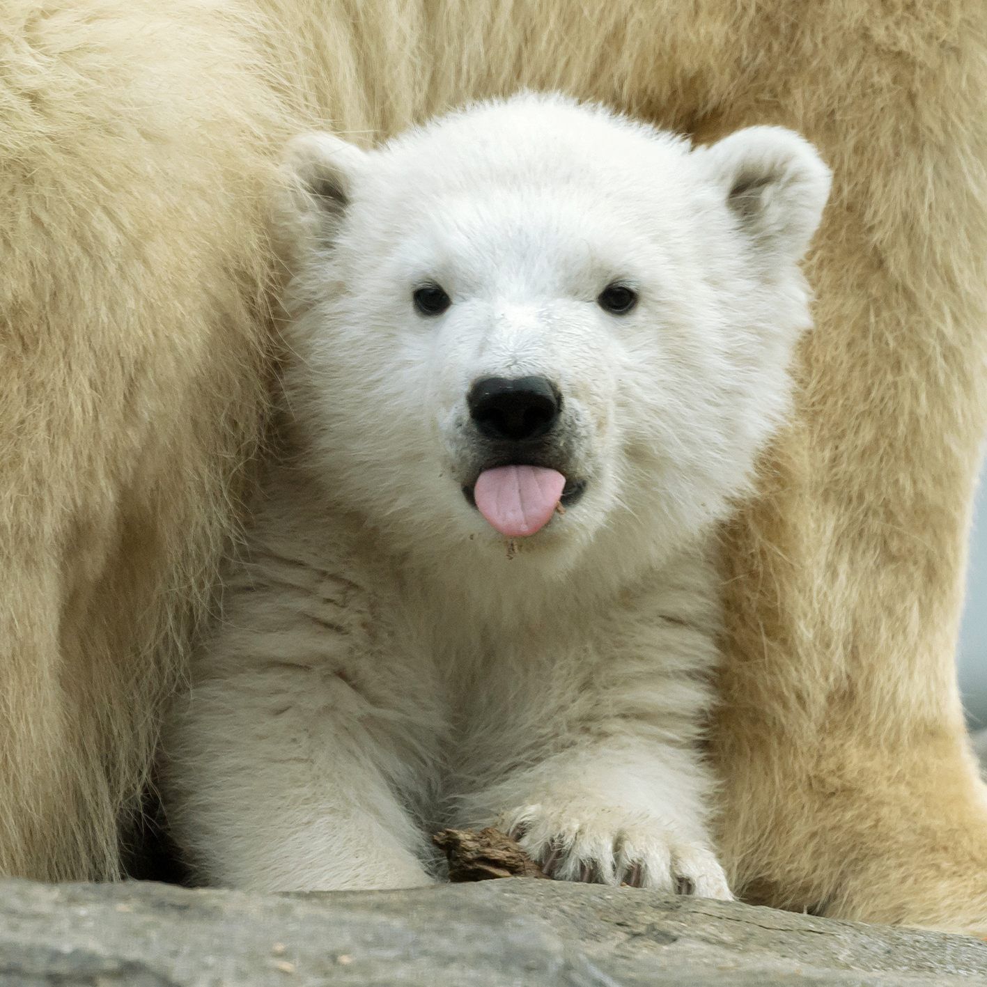 Eisbär-Baby in Schönbrunn.