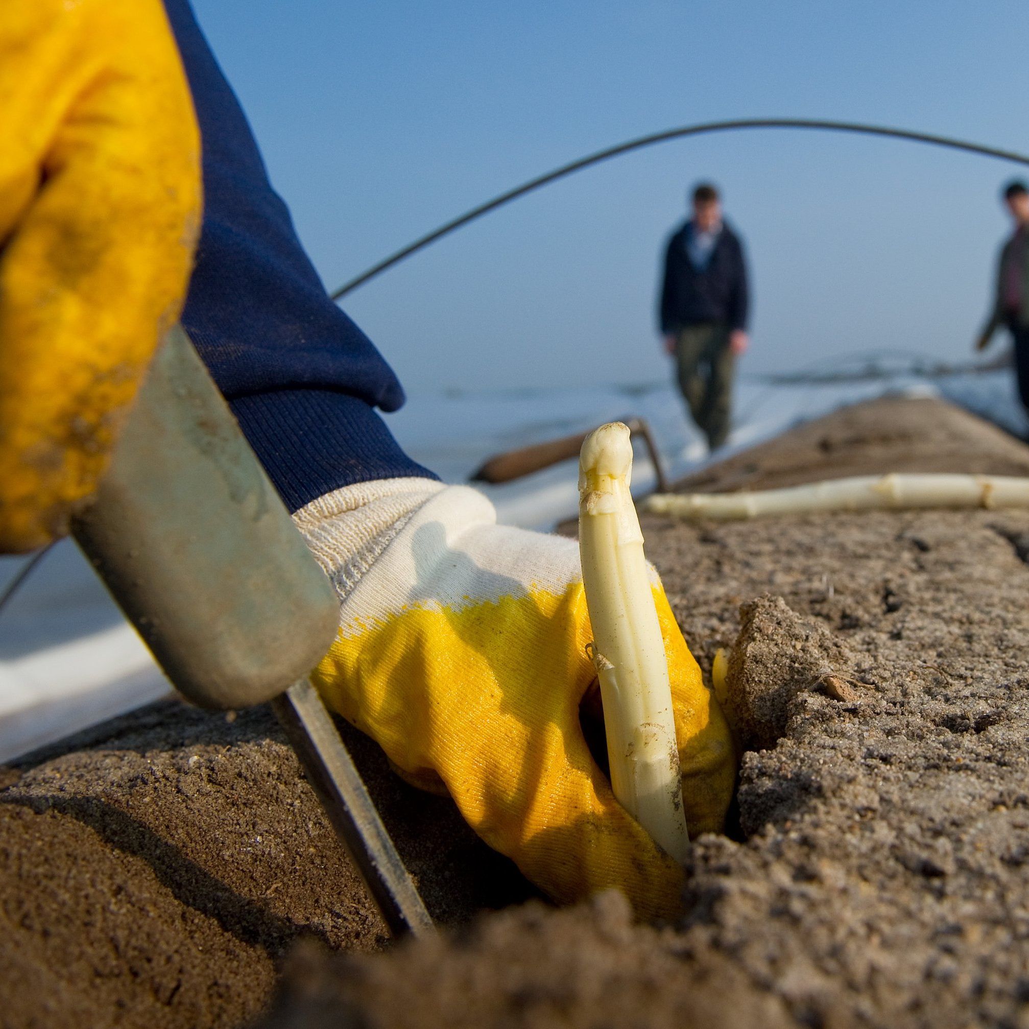 Viele Arbeiter aus Osteuropa fallen wegen des Coronavirus aus.