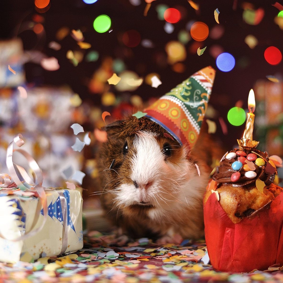 Das TierQuarTier Wien feiert seinen fünften Geburtstag.