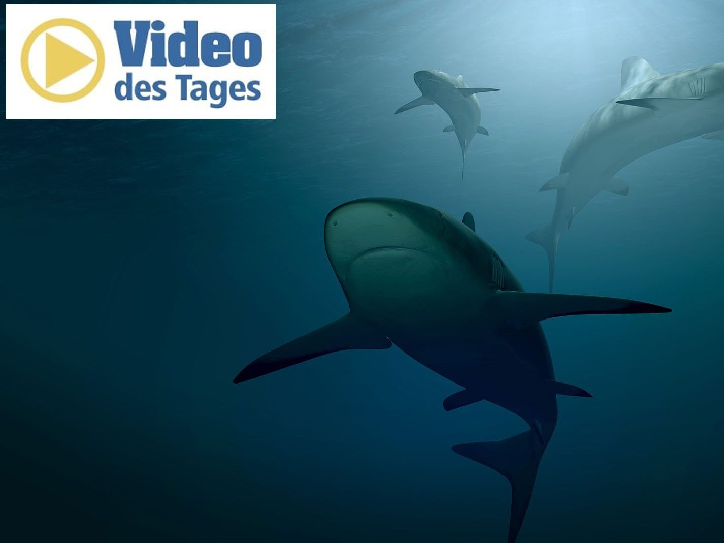 Drei Haie kämpfen mit einem Taucher um einen Thunfisch. Drei Haie kämpfen mit einem Taucher um einen Thunfisch.