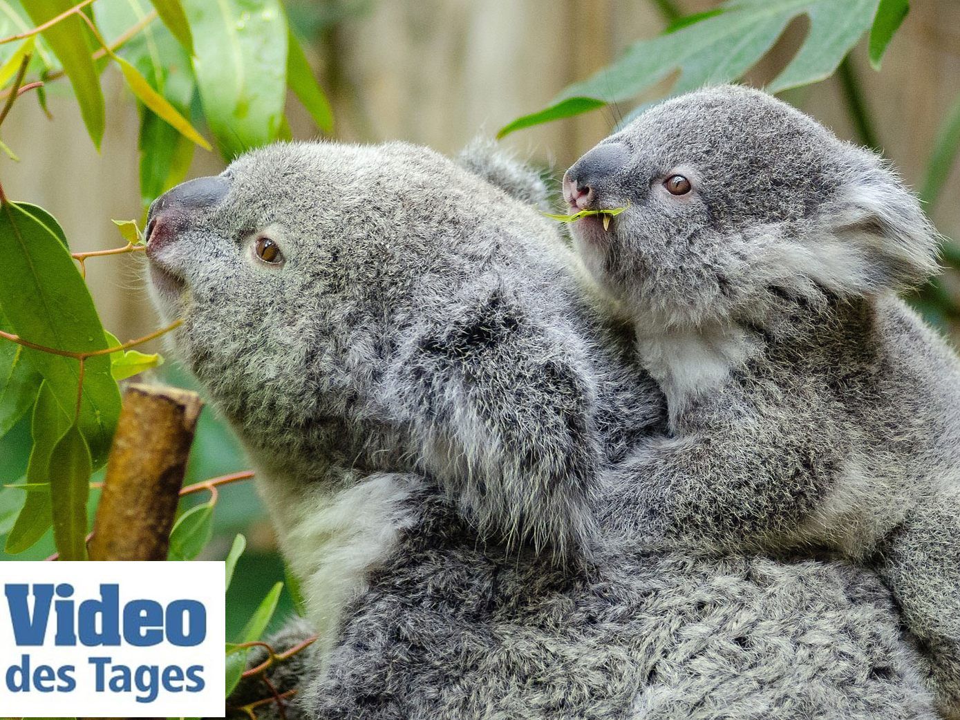 Insgesamt wurden 13 Koalas in der Nähe von Sidney freigelassen.