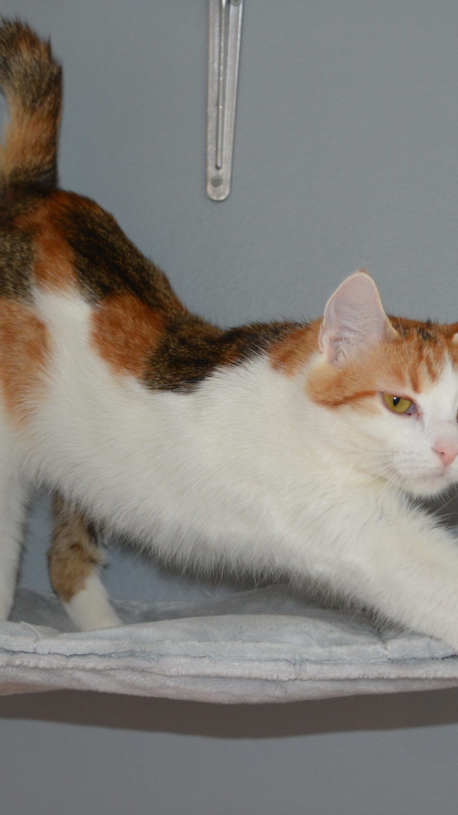 Chiara wartet im TierQuarTier Wien auf ihren Besitzer.