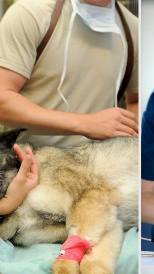 Nur mehr dringende Behandlungen und Notfälle soll es in der Vetmeduni geben