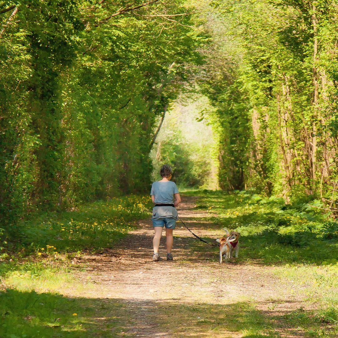 Vorsicht ist geboten, wenn man derzeit mit seinem Hund im Hörndlwald Gassi geht