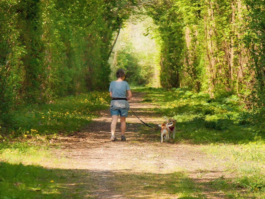 Vorsicht ist geboten, wenn man derzeit mit seinem Hund im Hörndlwald Gassi geht