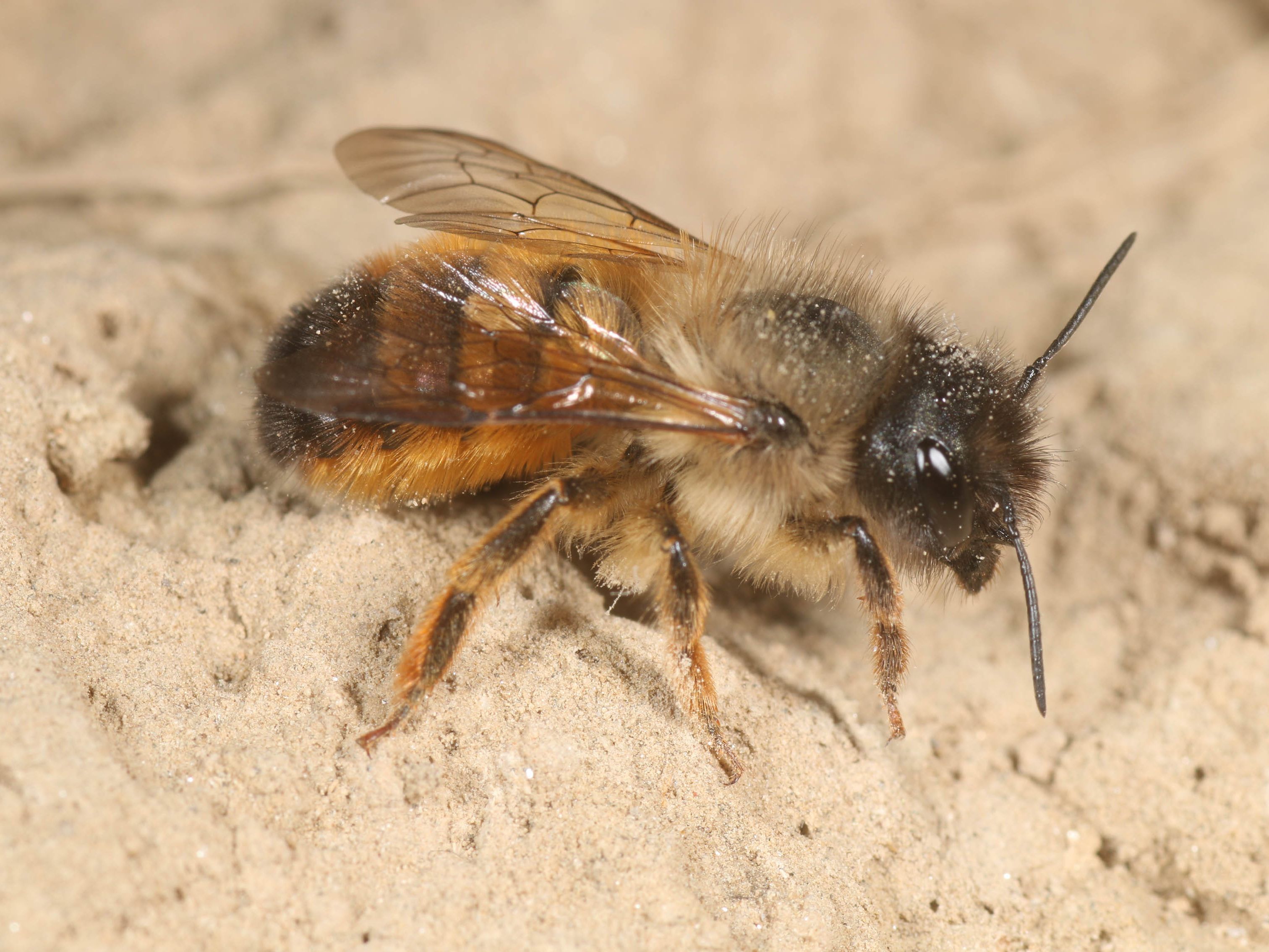 In Deutschland sind bereits viele Wildbienen-Arten bedroht.