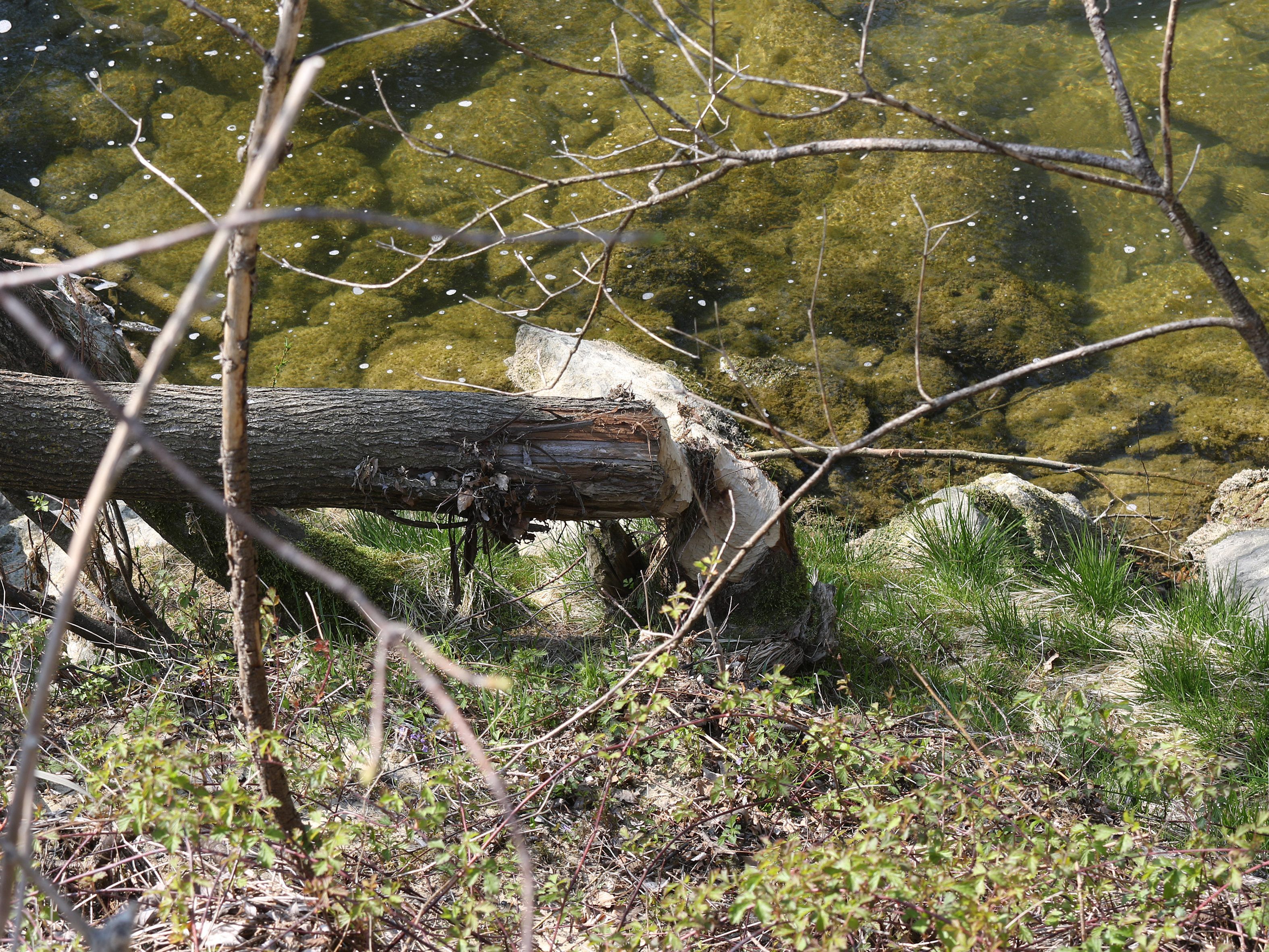 Biberspuren an der Leiblach