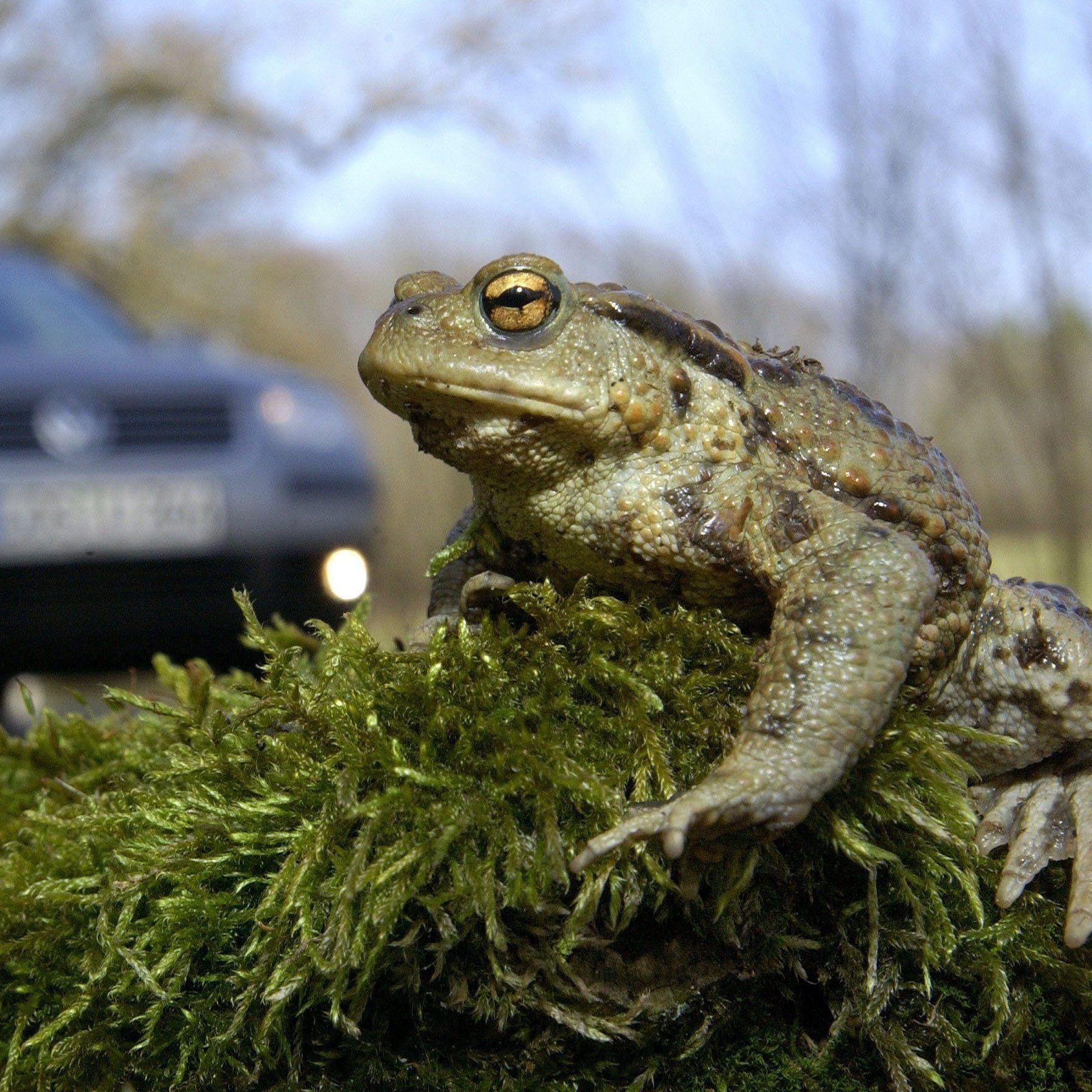Fröschen & Co. wird bei der Fahrbahnüberquerung geholfen.