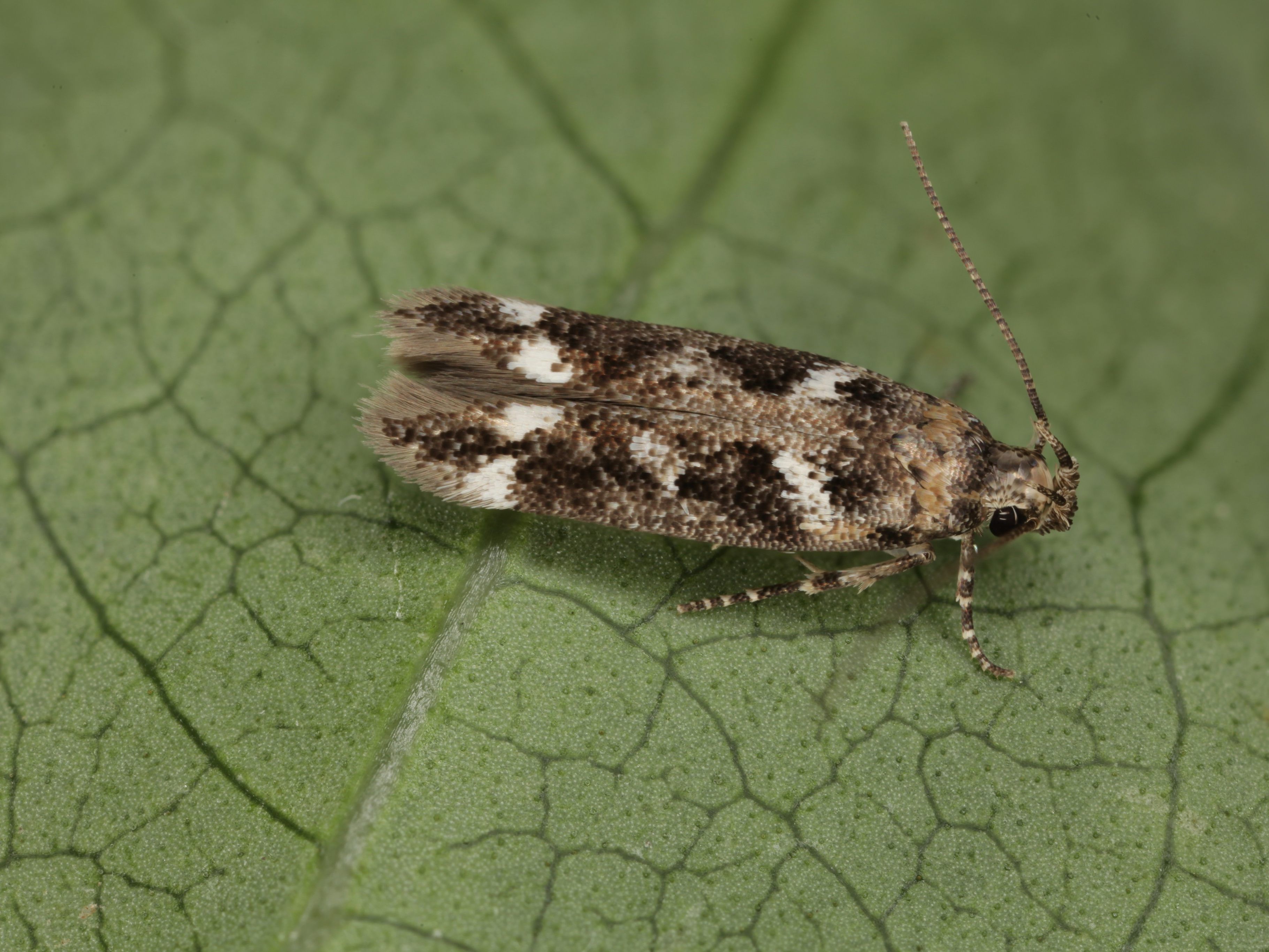 Ein Schmetterling aus der Gattung Caryocolum - drei neue dieser Art entdeckte ein Tiroler Wissenschafter