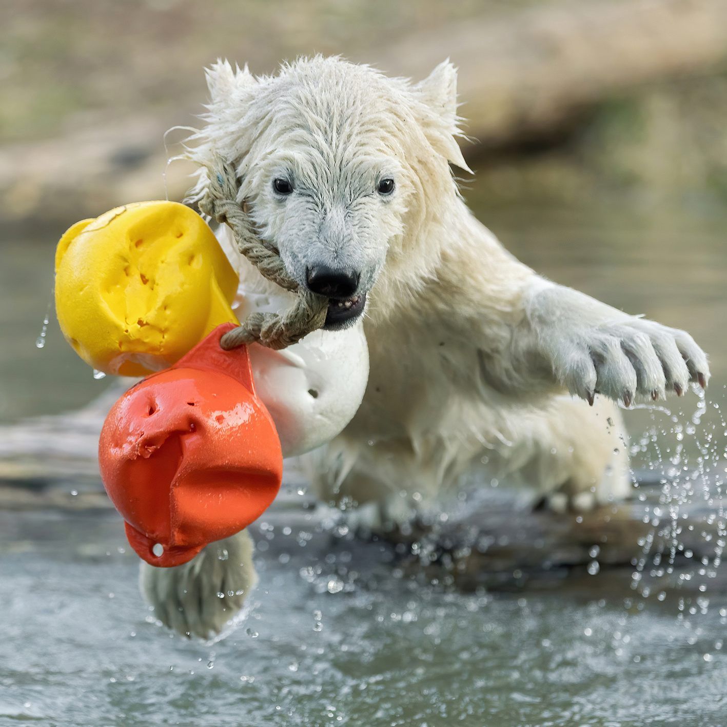 Eisbären-Baby Finja, der Besucherlieblig in Schönbrunn, ist eine echte Wasserratte
