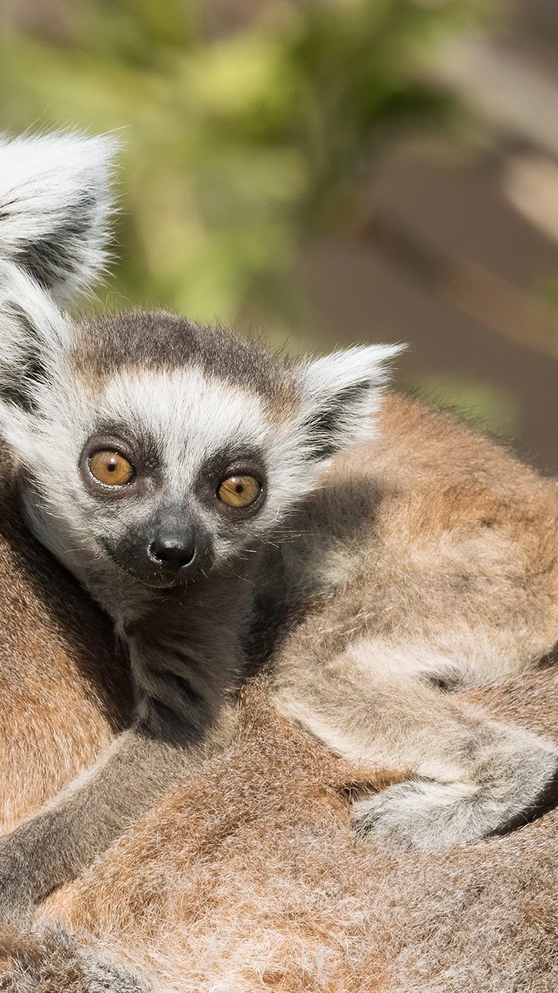Das kleine Katta-Jungtier entwickelt sich prächtig.